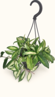 Hoya carnosa Tricolour / Хоя карноза Триколор