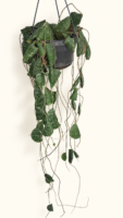 hoya Imbricata / Хоя Имбриката / Керемидена хоя