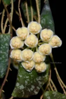hoya Imbricata / Хоя Имбриката / Керемидена хоя