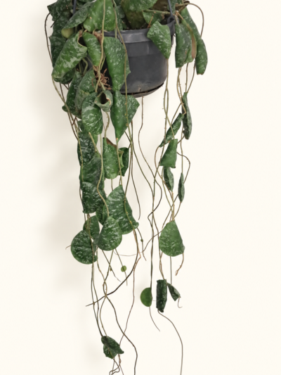 hoya Imbricata / Хоя Имбриката / Керемидена хоя