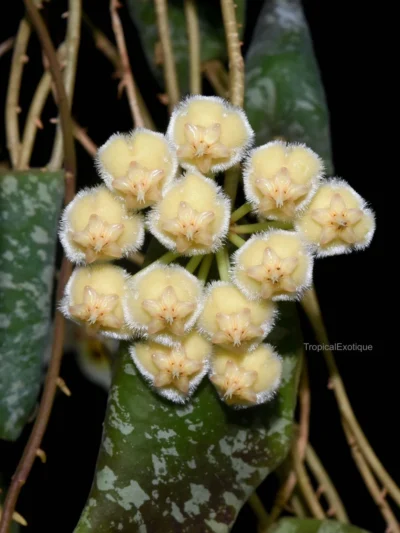 hoya-imbricata-mraveshka-hoya-dmplantsbg.jpg