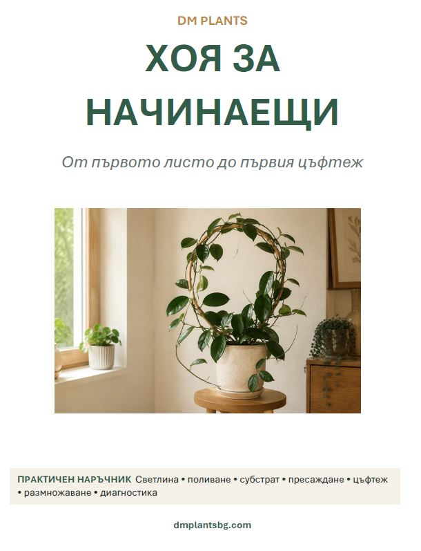Хоя за начинаещи: От първото листо до първия цъфтеж - PDF наръчник