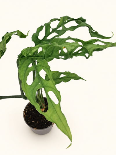 Monstera Obliqua Peru / Монстера Обликва Перу
