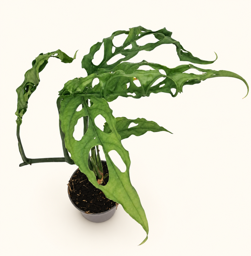 Monstera Obliqua Peru / Монстера Обликва Перу