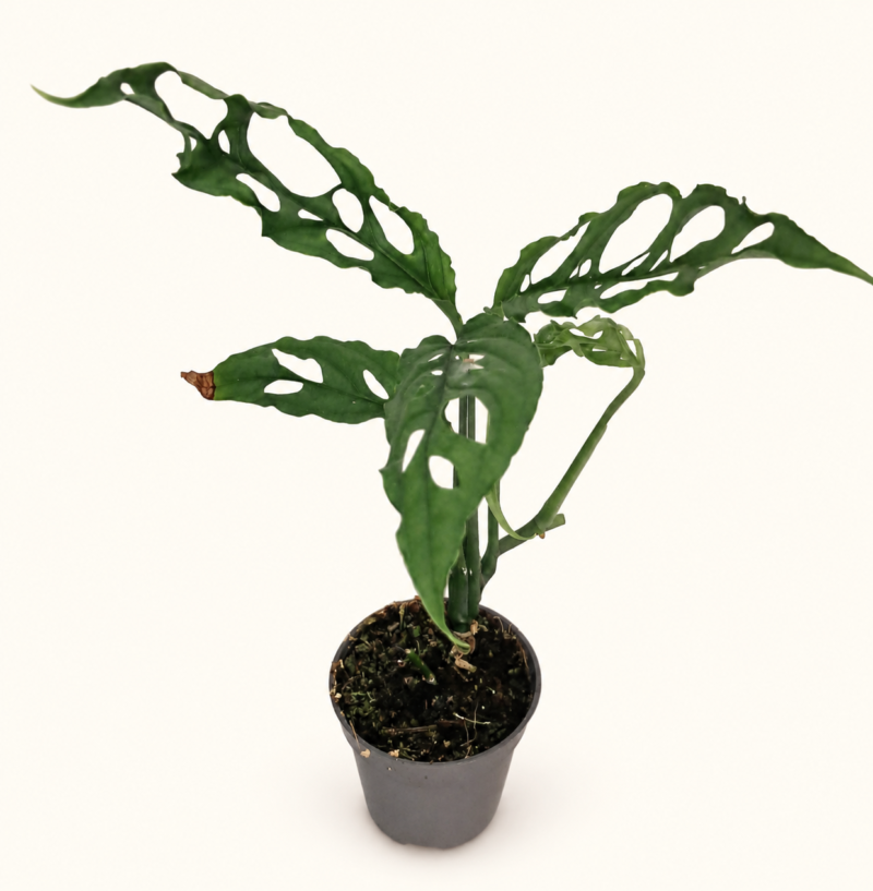Monstera Obliqua Peru / Монстера Обликва Перу