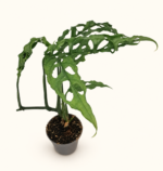 Monstera Obliqua Peru / Монстера Обликва Перу