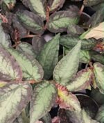 Pellionia repens / Пелиония Репенс / Динена бегония
