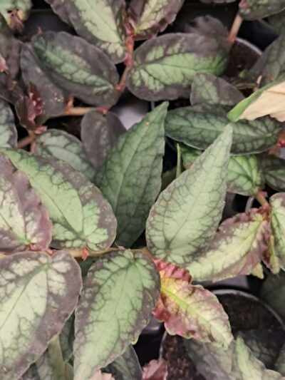 Pellionia repens – висящо растение с мраморни зелено-сребристи листа