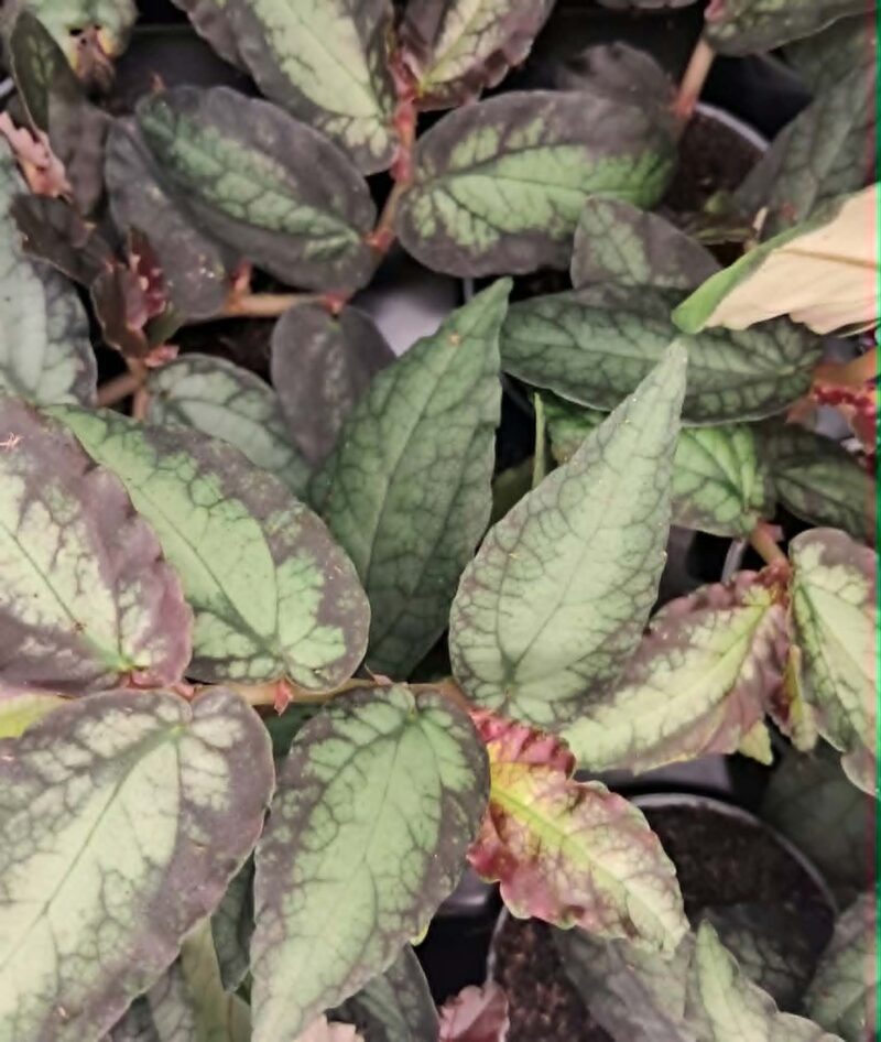Pellionia repens / Пелиония Репенс / Динена бегония