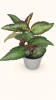 Pellionia repens / Пелиония Репенс / Динена бегония