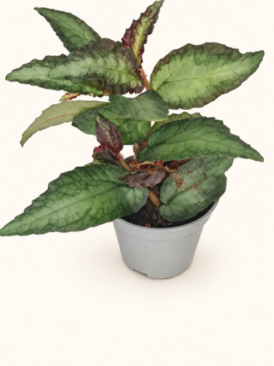 Pellionia repens / Пелиония Репенс / Динена бегония