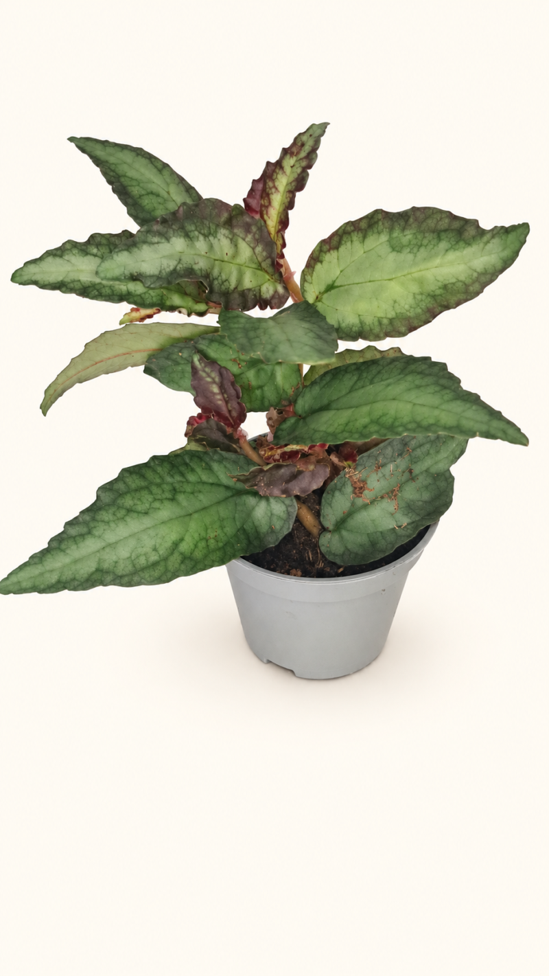 Pellionia repens / Пелиония Репенс / Динена бегония