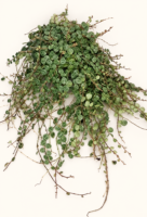 Peperomia prostrata / Пеперомия „Наниз от костенурки“ / Пеперомия Прострата