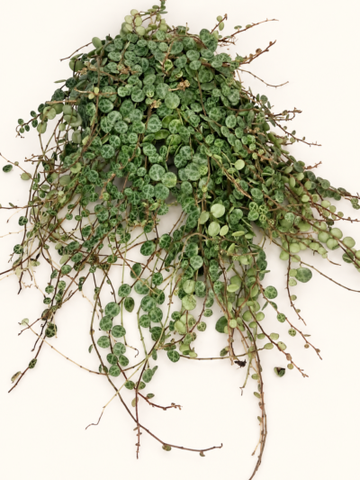 Peperomia prostrata / Пеперомия „Наниз от костенурки“ / Пеперомия Прострата