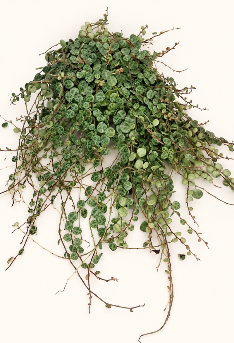 Peperomia prostrata / Пеперомия „Наниз от костенурки“ / Пеперомия Прострата