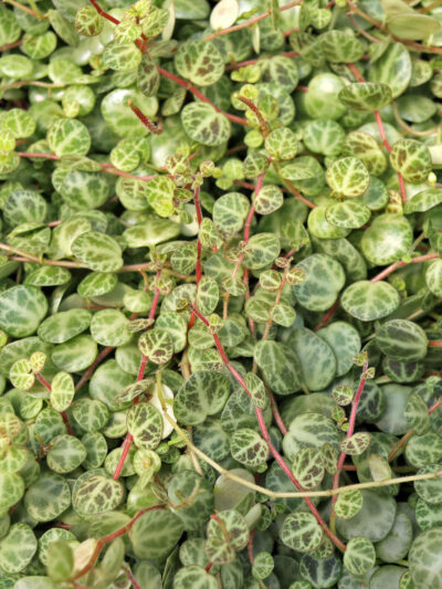 Peperomia prostrata – String of Turtles