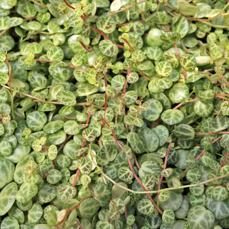 Peperomia prostrata / Пеперомия „Наниз от костенурки“ / Пеперомия Прострата