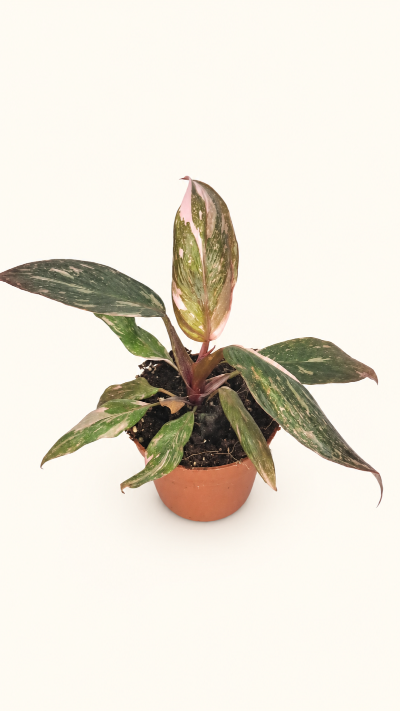Филодендрон „Пинк Принсес“ (Марбъл) / Philodendron 'Pink Princess' (Marble)