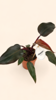 Philodendron Pink Princess / Филодендрон Розова принцеса / Филодендрон Пинк Принцес