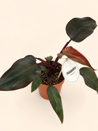 Philodendron Pink Princess – рядък филодендрон с розови листа