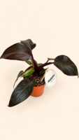 Philodendron Pink Princess / Филодендрон Розова принцеса / Филодендрон Пинк Принцес