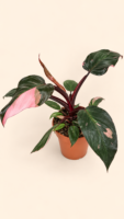Philodendron Pink Princess / Филодендрон Розова принцеса / Филодендрон Пинк Принцес