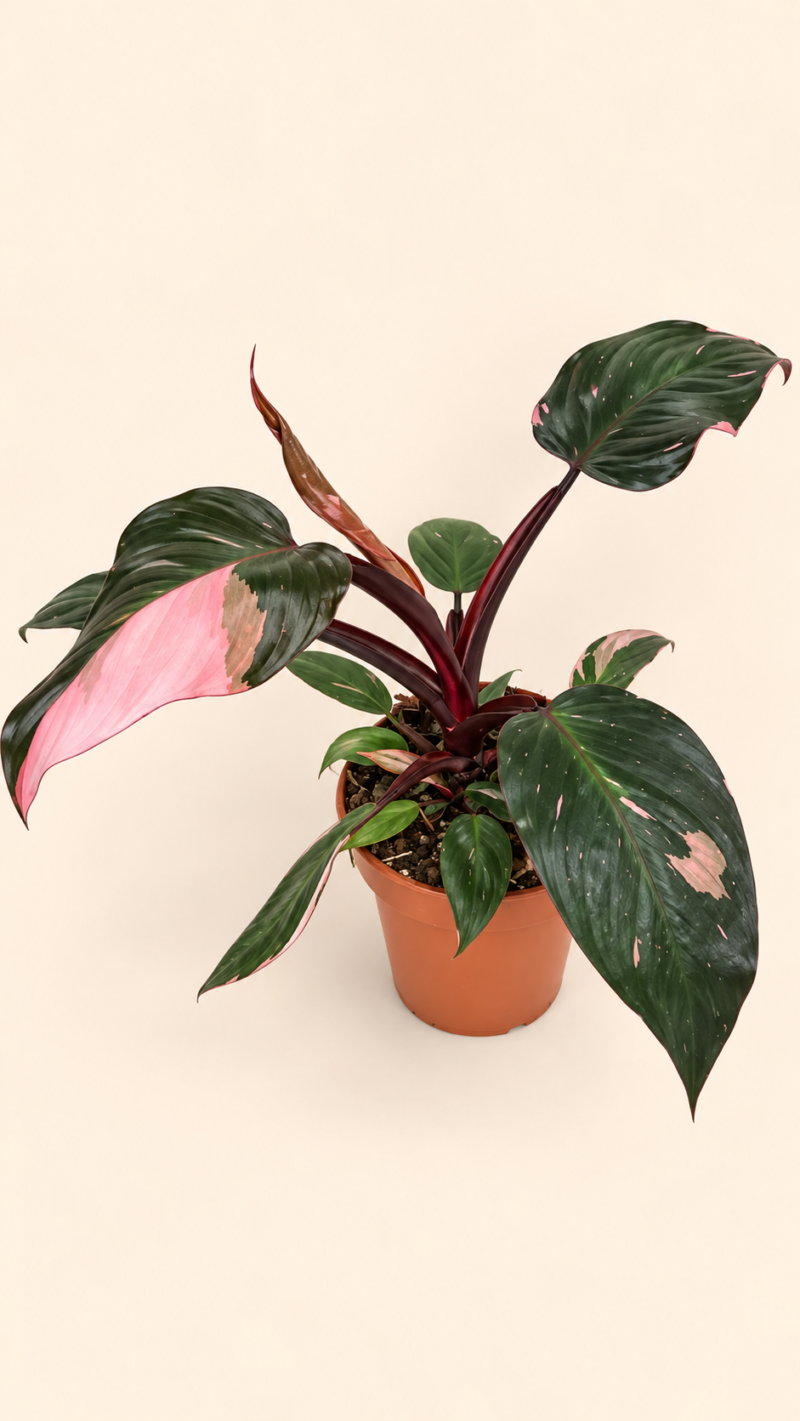 Philodendron Pink Princess / Филодендрон Розова принцеса / Филодендрон Пинк Принцес