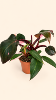 Philodendron Pink Princess / Филодендрон Розова принцеса / Филодендрон Пинк Принцес