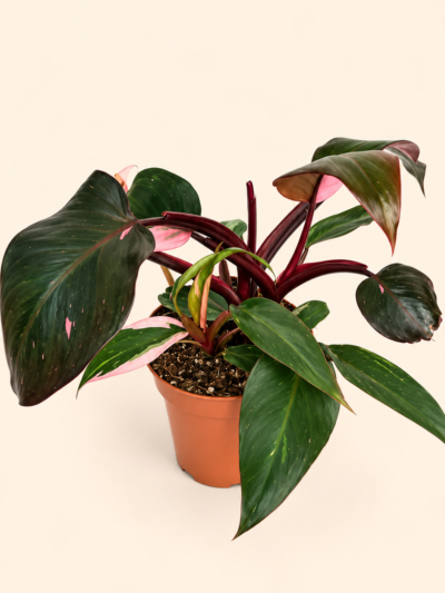 Philodendron Pink Princess / Филодендрон Розова принцеса / Филодендрон Пинк Принцес