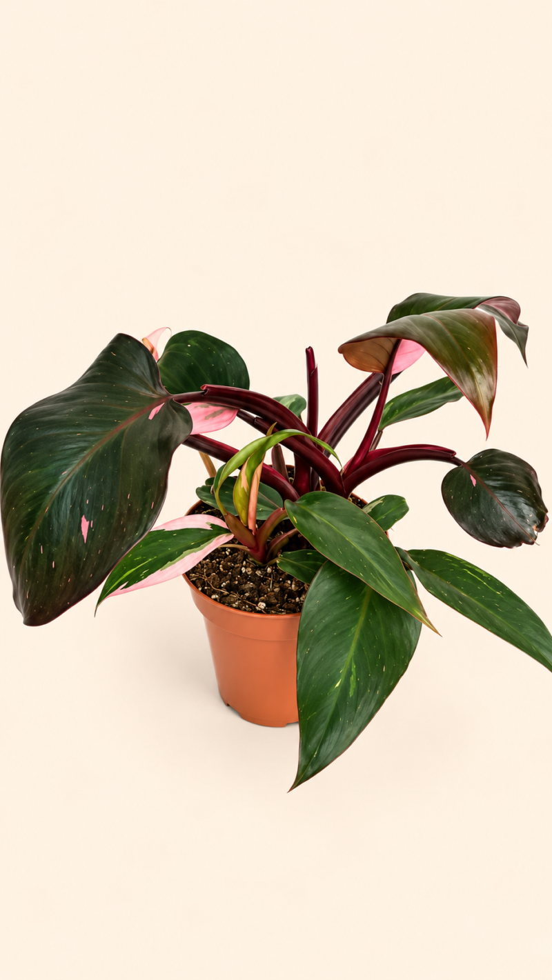 Philodendron Pink Princess / Филодендрон Розова принцеса / Филодендрон Пинк Принцес