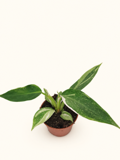 Philodendron White Princess / Филодендрон Бяла принцеса
