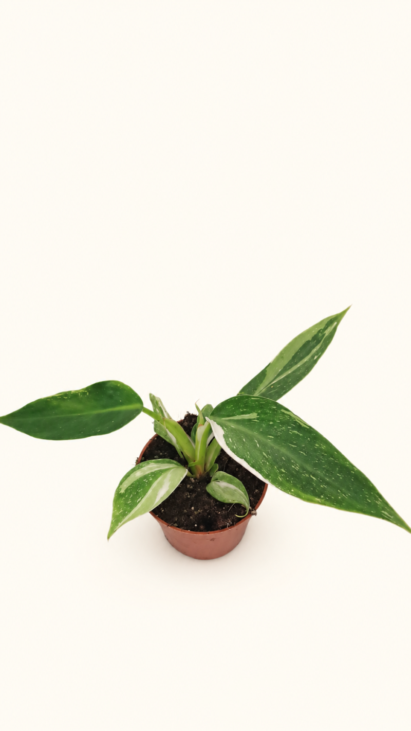 Philodendron White Princess / Филодендрон Бяла принцеса