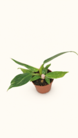 Philodendron White Princess / Филодендрон Бяла принцеса