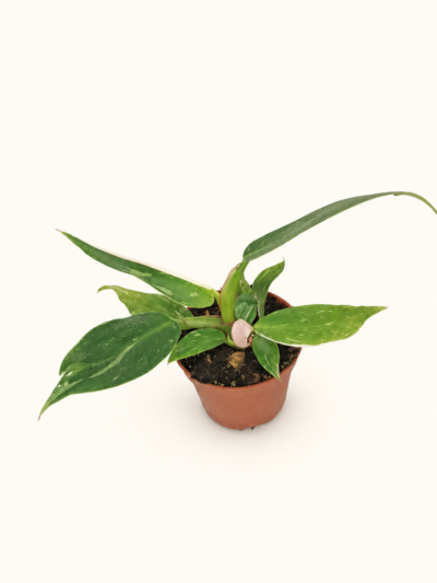 Philodendron White Princess – вариегатен филодендрон с бели листа