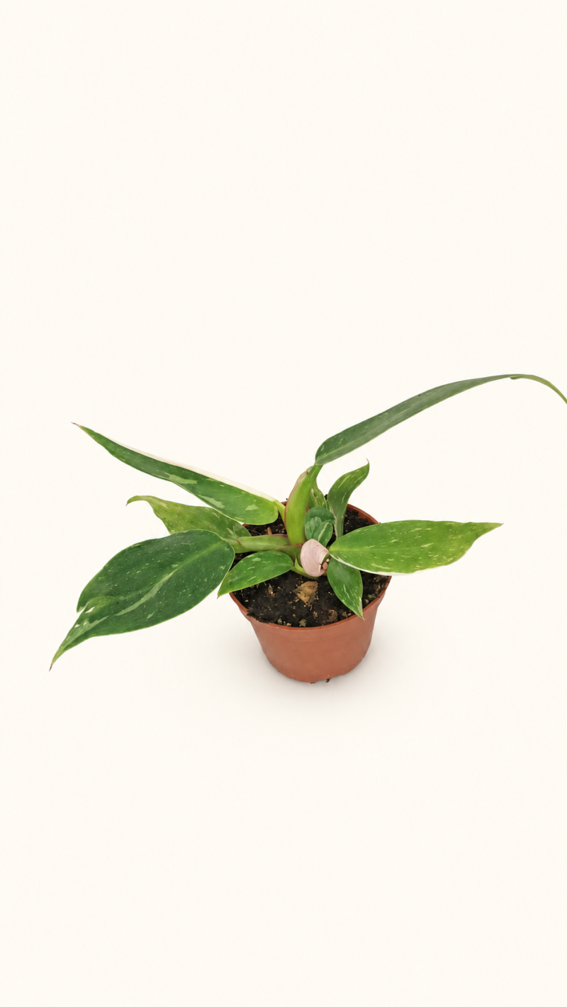 Philodendron White Princess / Филодендрон Бяла принцеса