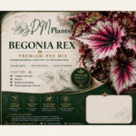 Premium Rex Mix – специализиран субстрат за бегонии рекс